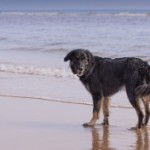 stock-photo-47814652-dog-running-on-teh-beach