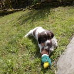  for little pups that haven't had all their vaccinations yet . Meet Trevor the Brave Heart